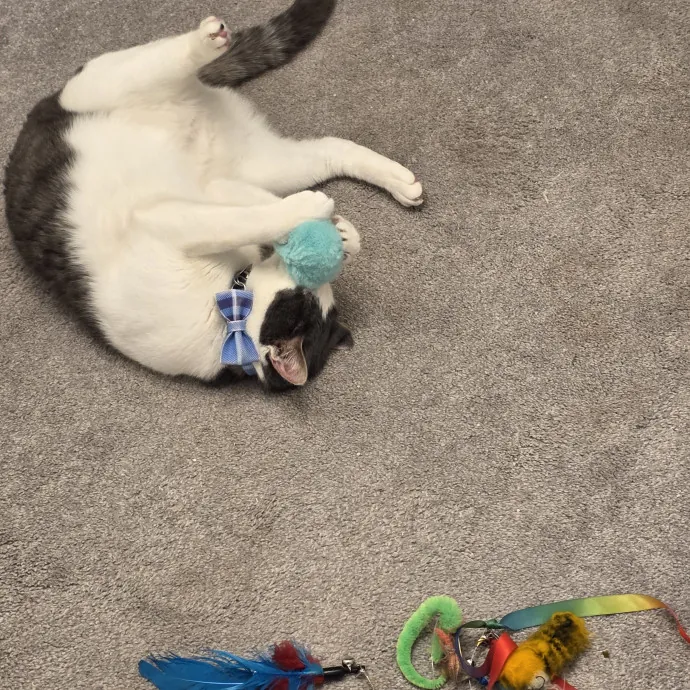 Purrfectly Grounded Cat Care By Aleah