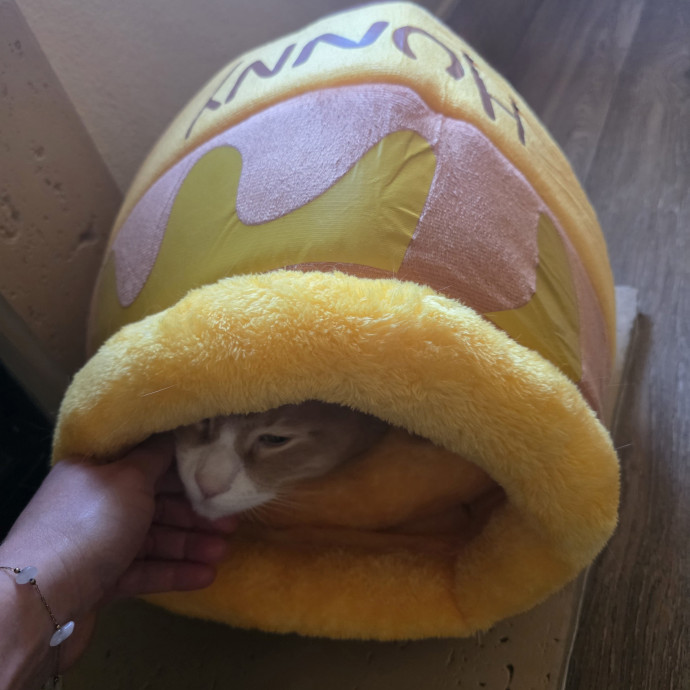 Purrfectly Grounded Cat Care By Aleah