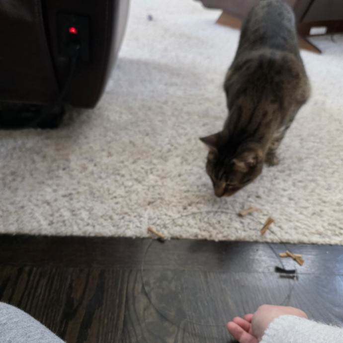Purrfectly Grounded Cat Care By Aleah