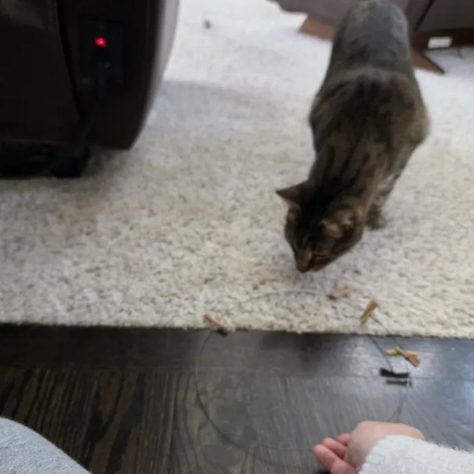Purrfectly Grounded Cat Care By Aleah
