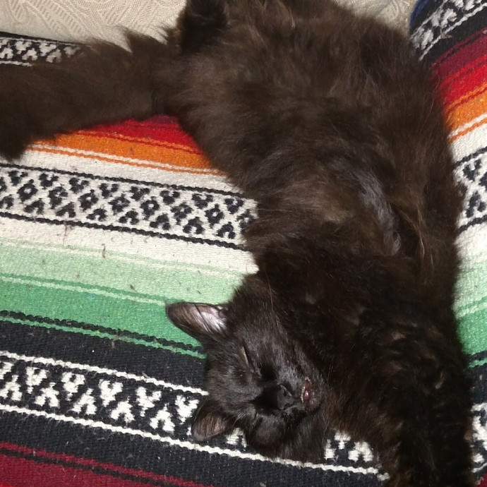 Purrfectly Grounded Cat Care By Aleah