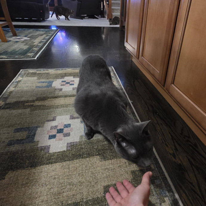 Purrfectly Grounded Cat Care By Aleah