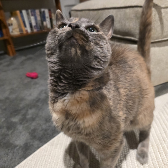 Purrfectly Grounded Cat Care By Aleah