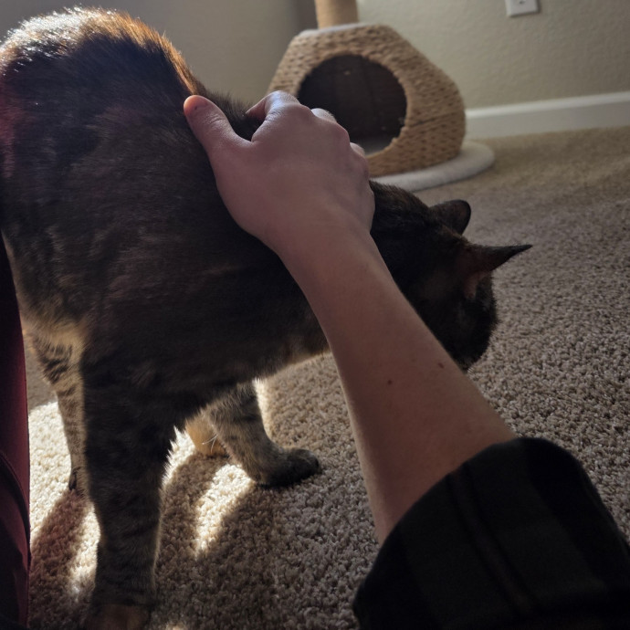 Purrfectly Grounded Cat Care By Aleah