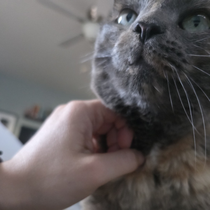 Purrfectly Grounded Cat Care By Aleah
