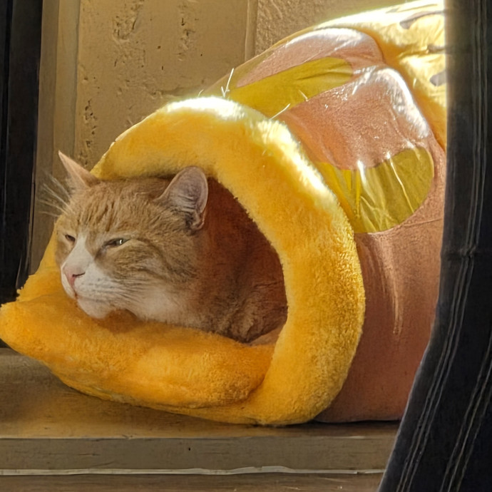 Purrfectly Grounded Cat Care By Aleah