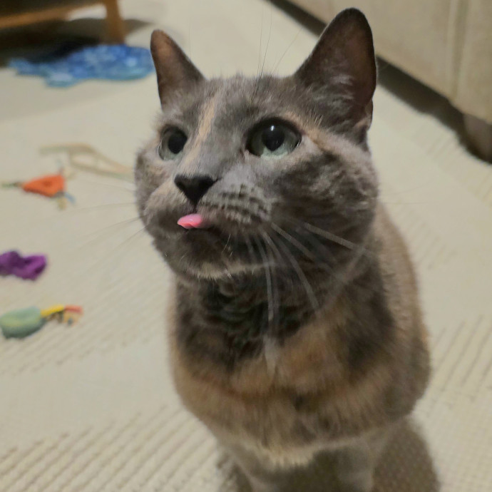Purrfectly Grounded Cat Care By Aleah