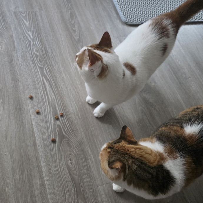 Purrfectly Grounded Cat Care By Aleah