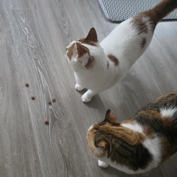 Purrfectly Grounded Cat Care By Aleah