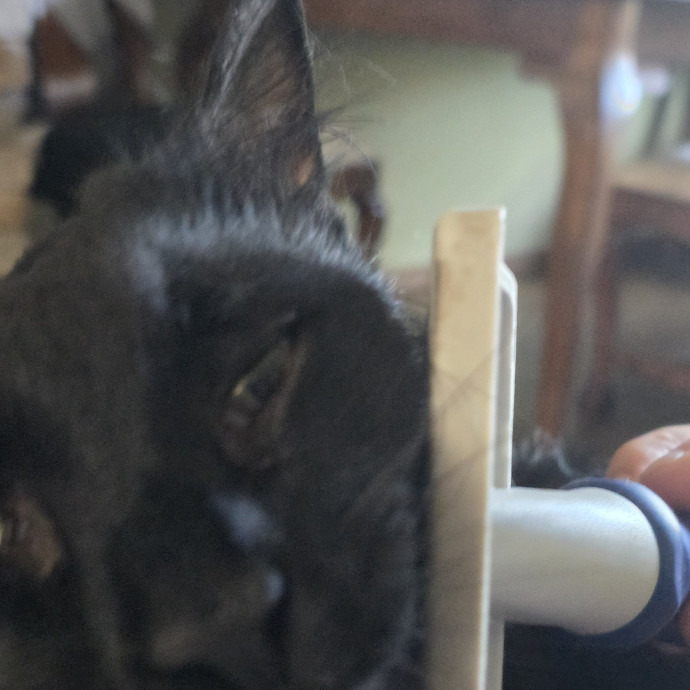Purrfectly Grounded Cat Care By Aleah