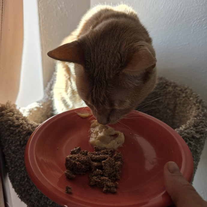 Purrfectly Grounded Cat Care By Aleah