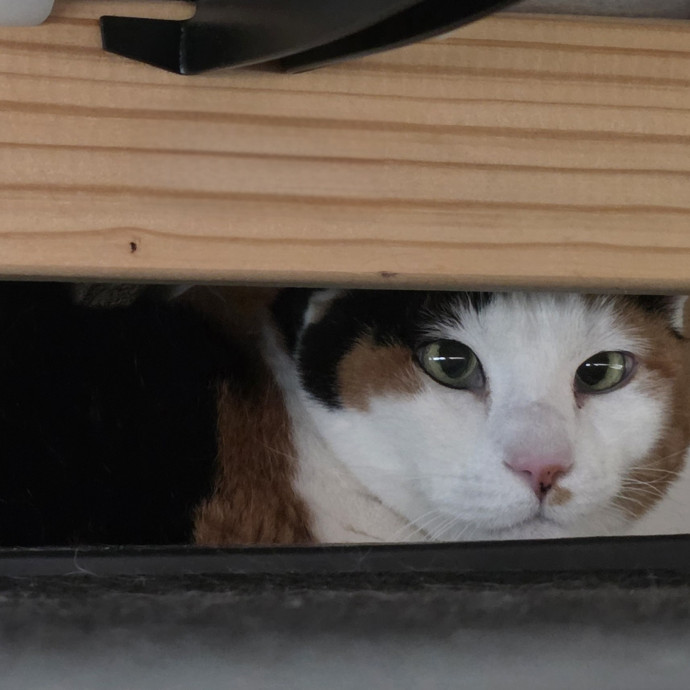 Purrfectly Grounded Cat Care By Aleah
