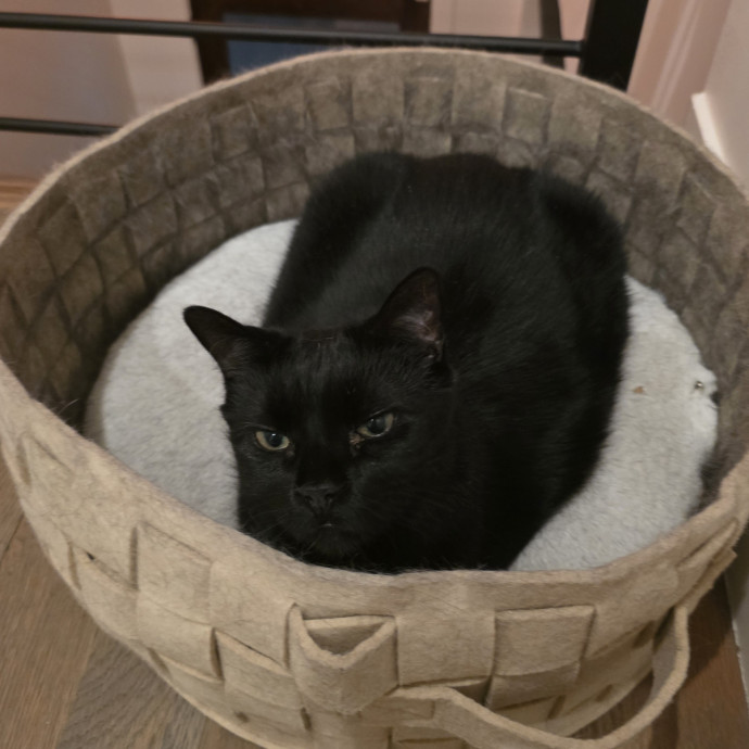 Purrfectly Grounded Cat Care By Aleah