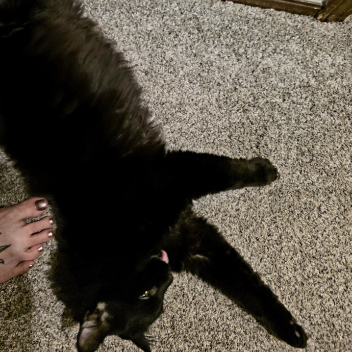 Purrfectly Grounded Cat Care By Aleah