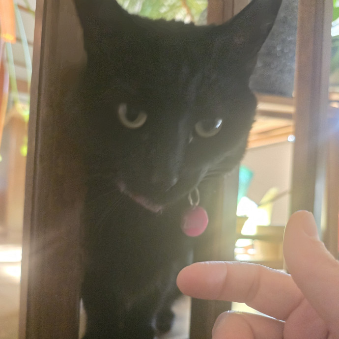 Purrfectly Grounded Cat Care By Aleah