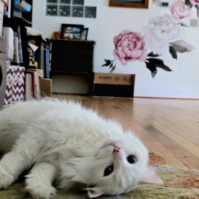Purrfectly Grounded Cat Care By Aleah