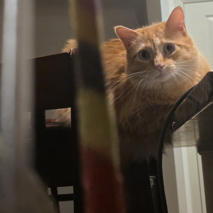 Purrfectly Grounded Cat Care By Aleah