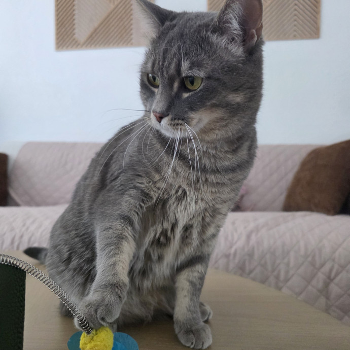 Purrfectly Grounded Cat Care By Aleah photo 3