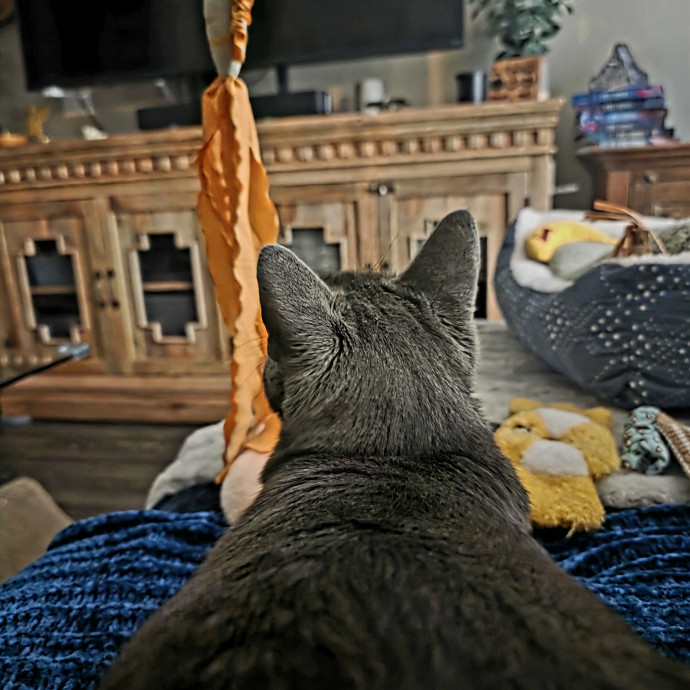 Purrfectly Grounded Cat Care By Aleah photo 2