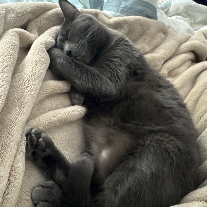 Makayla's Kitty Kare