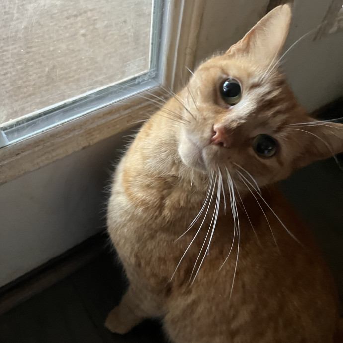 Friend Of Felines