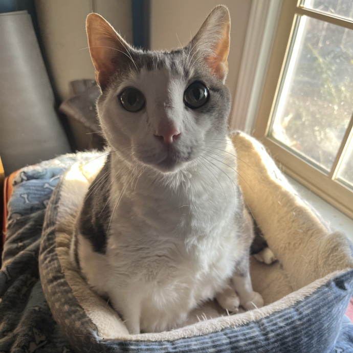 Friend Of Felines