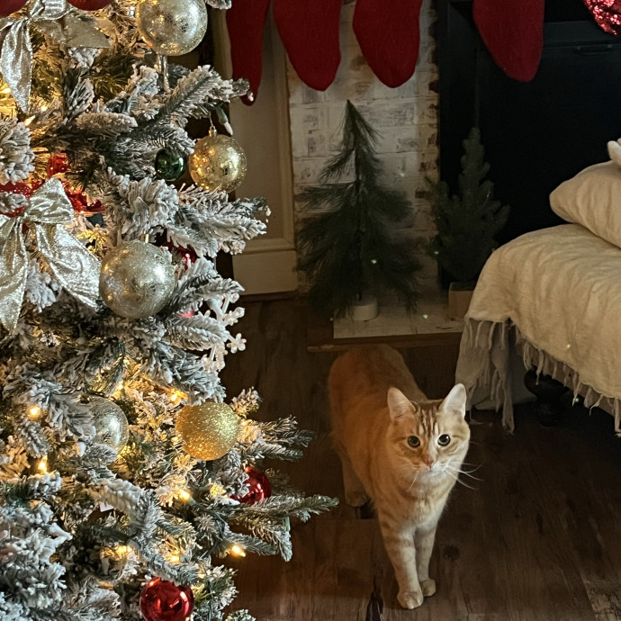 Friend Of Felines