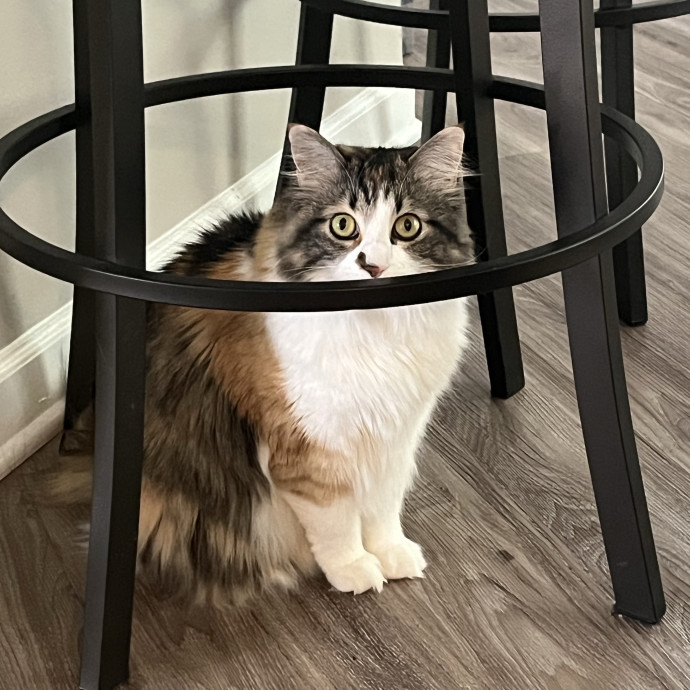 Friend Of Felines