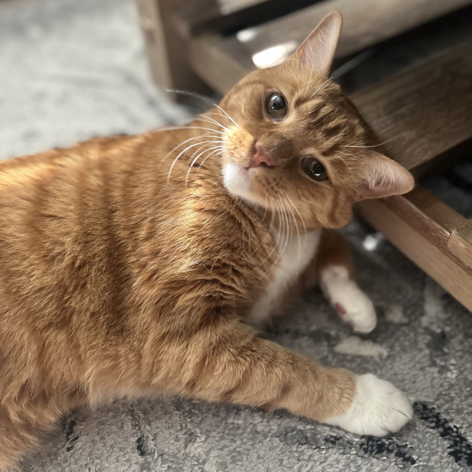 Friend Of Felines