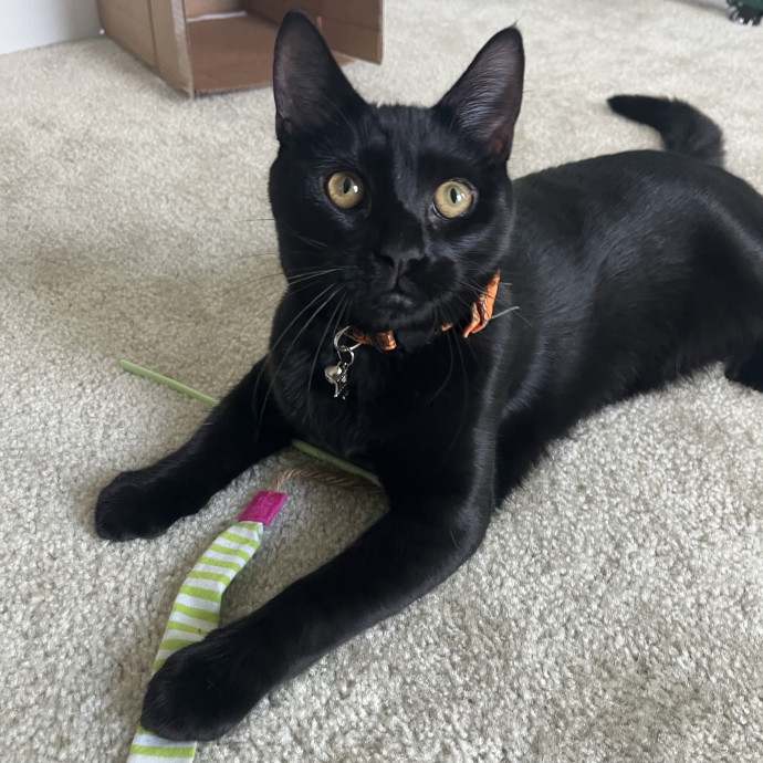 Friend Of Felines