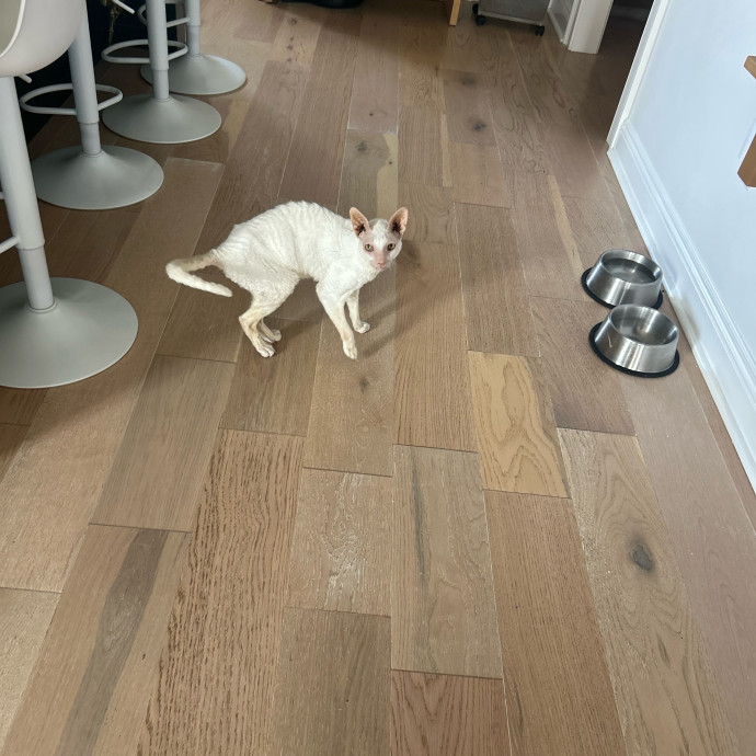 Cat's Best Friend