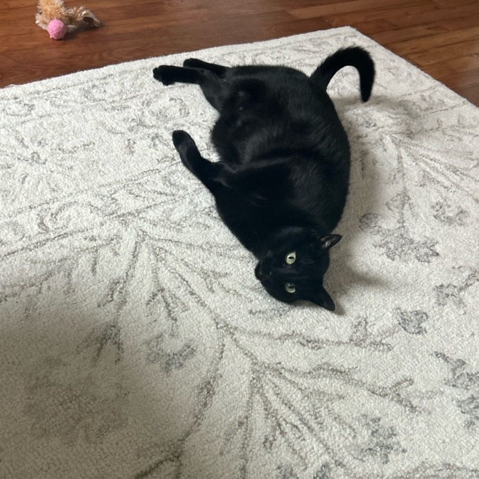 Cat's Best Friend