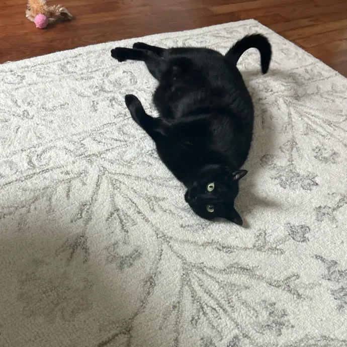 Cat's Best Friend