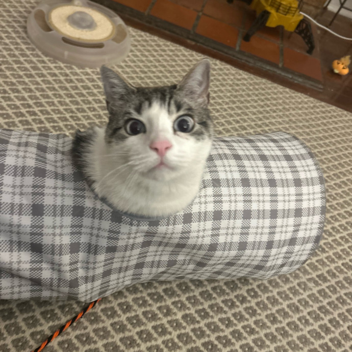 Cat's Best Friend