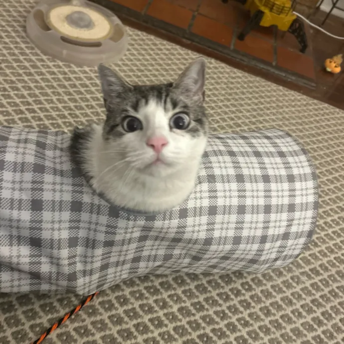 Cat's Best Friend