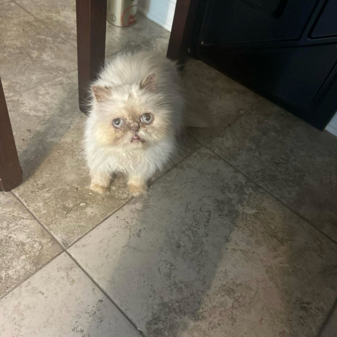 Cat's Best Friend