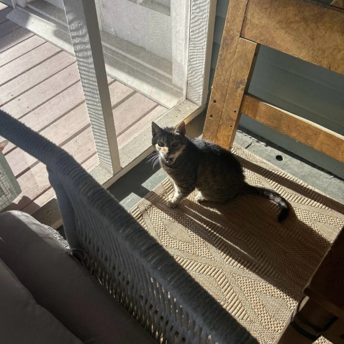 Cat's Best Friend