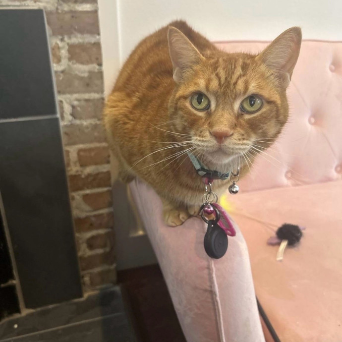 Cat's Best Friend