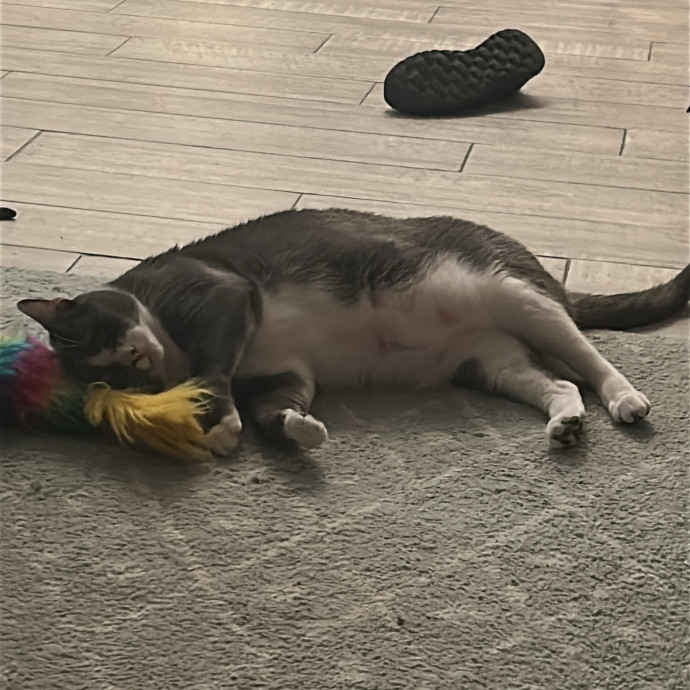 Cat's Best Friend photo 3