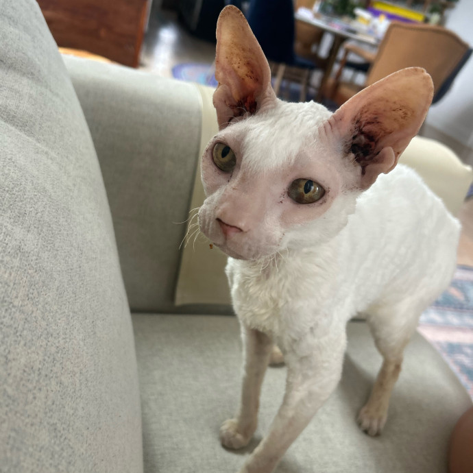 Cat's Best Friend photo 2