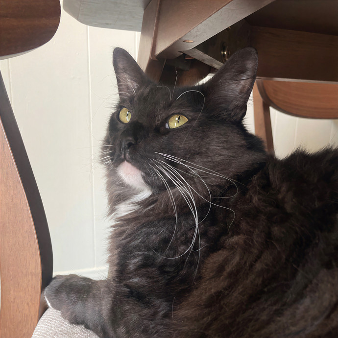 Lindsey's Sacramento Cat Sitting