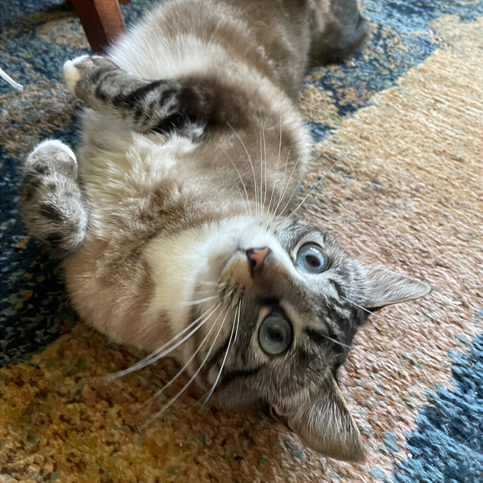 Lindsey's Sacramento Cat Sitting