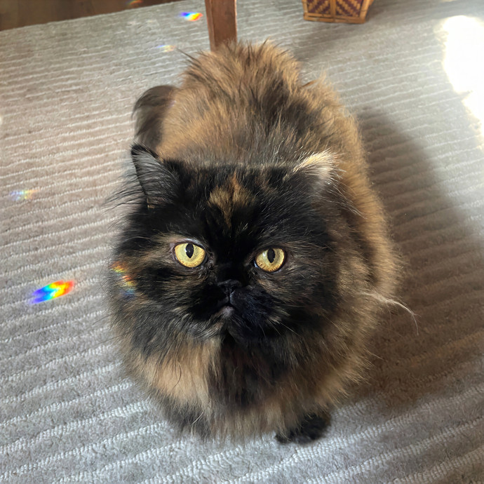 Lindsey's Sacramento Cat Sitting