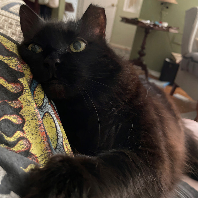 Lindsey's Sacramento Cat Sitting