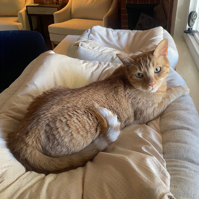 Lindsey's Sacramento Cat Sitting