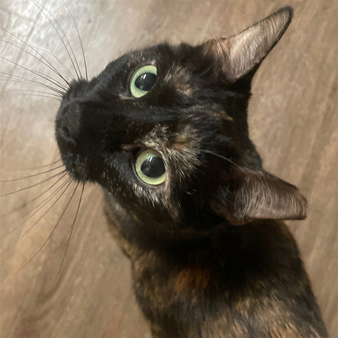 Lindsey's Sacramento Cat Sitting