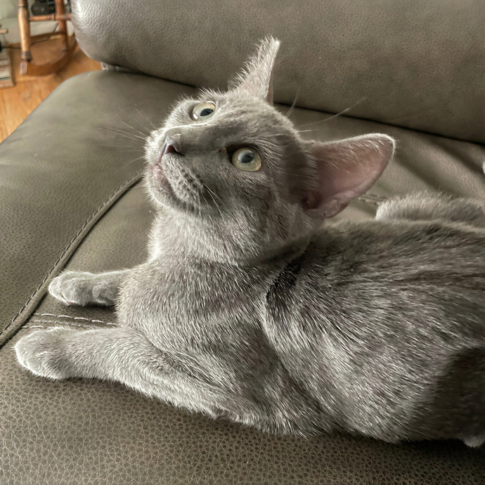 Lindsey's Sacramento Cat Sitting