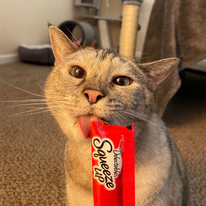 Lindsey's Sacramento Cat Sitting