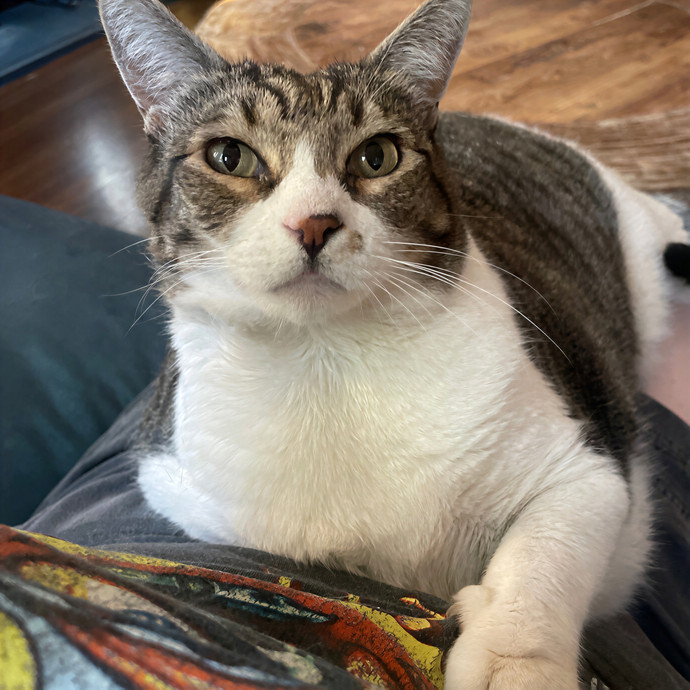 Lindsey's Sacramento Cat Sitting