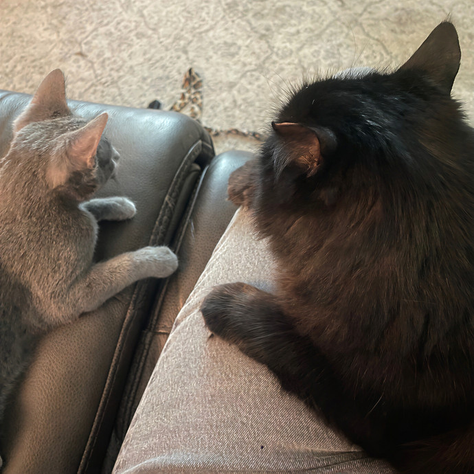 Lindsey's Sacramento Cat Sitting
